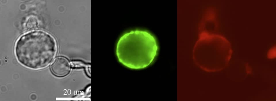 徳島大学大学院医歯薬学研究部 口腔科学部門 臨床歯学系 顎機能咬合再建学分野